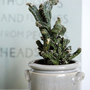 Potte PLANTER XL beige